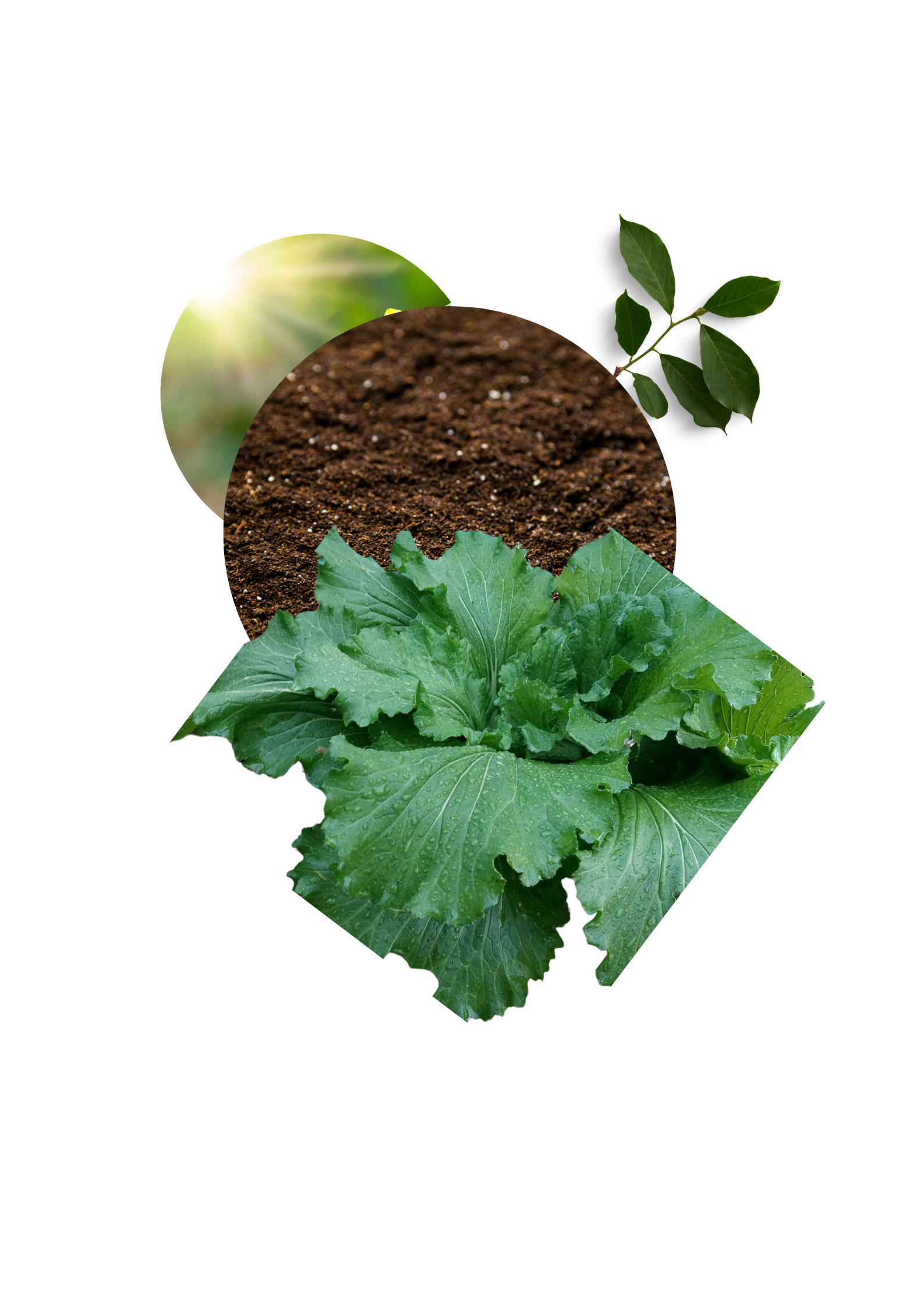 Ndogo Farm Plant
